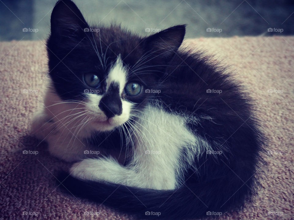 Close-up of a cute kitten