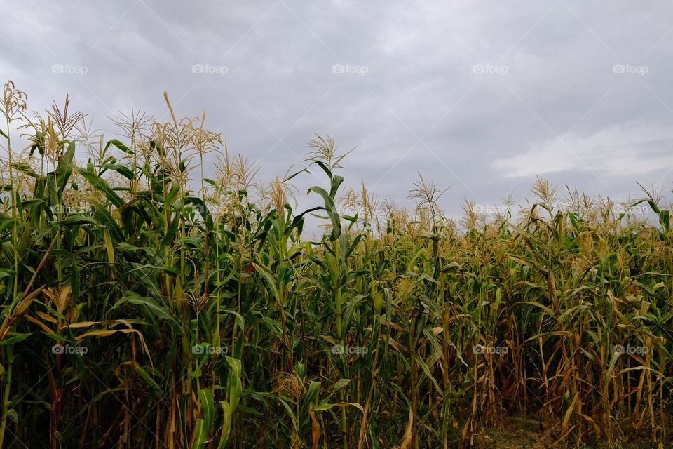 Corn cultivation