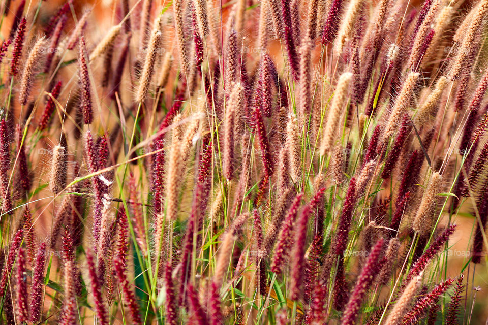 Red, white and yellow. Bristled plants with a soft texture.