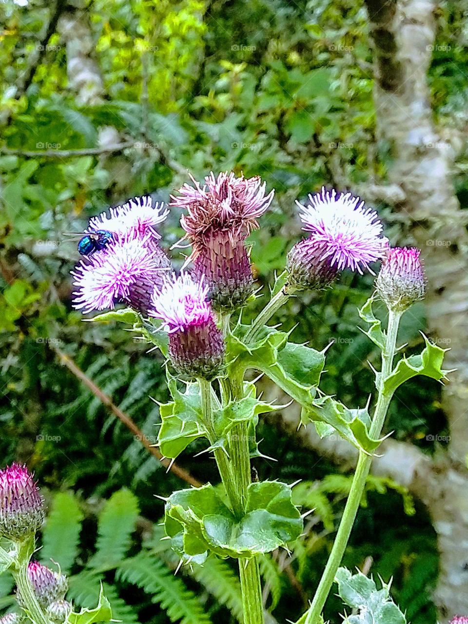 Fly & Thistle.
