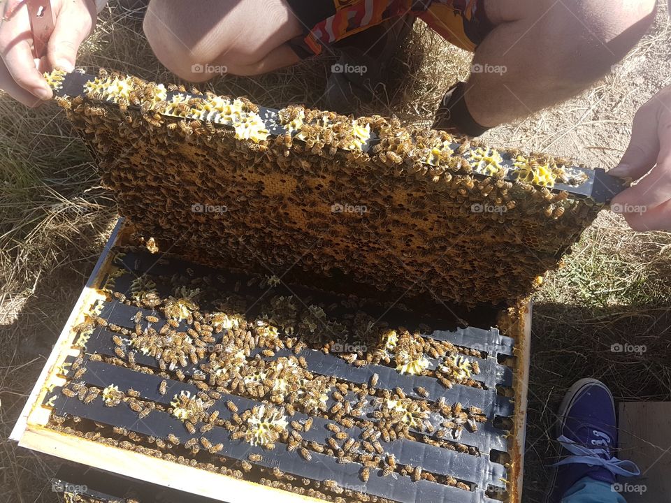 Going through the Bee Hive