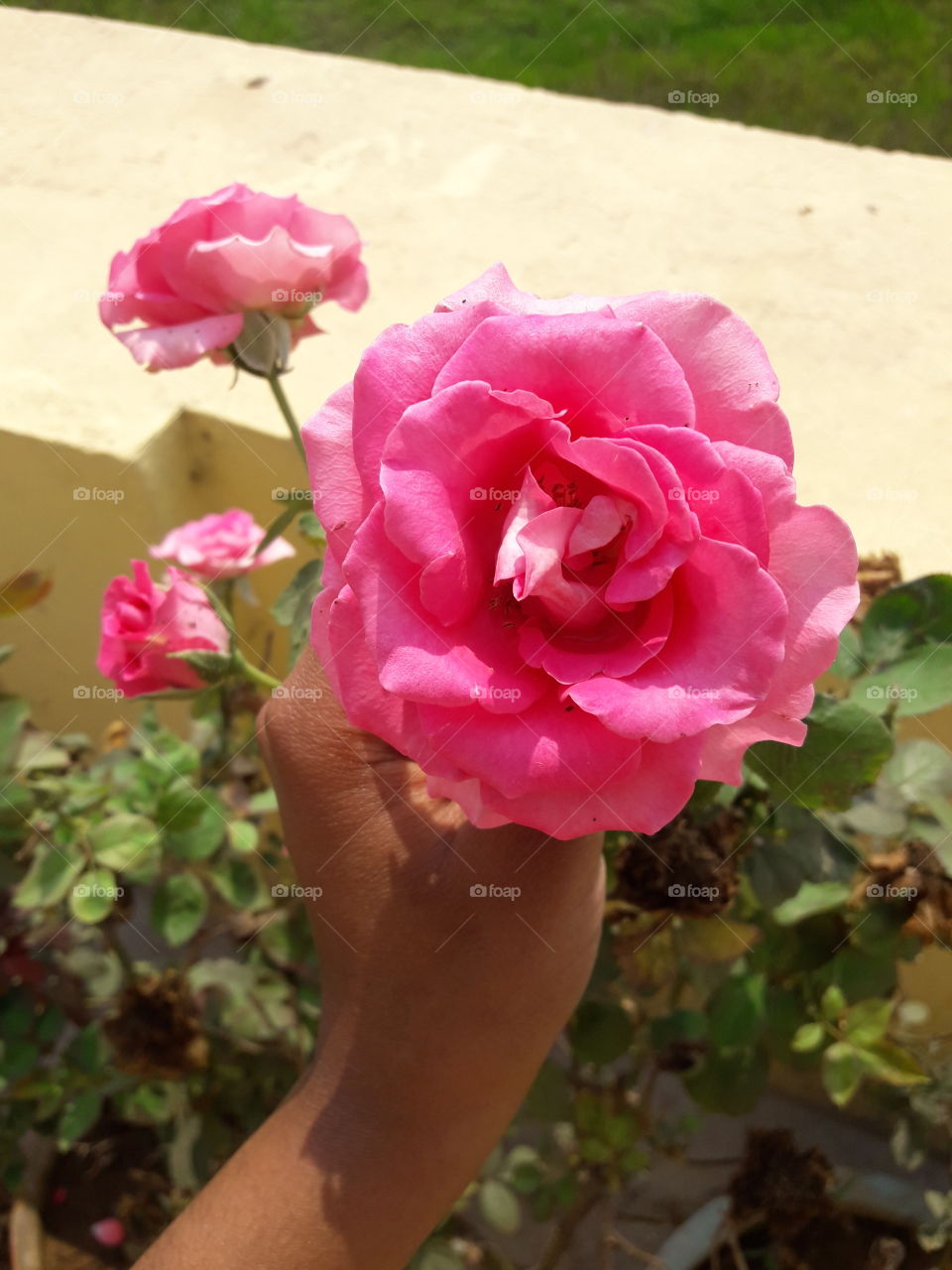 beautiful pink roses