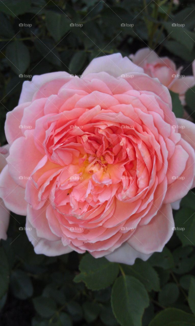 Rose. Simply Pink