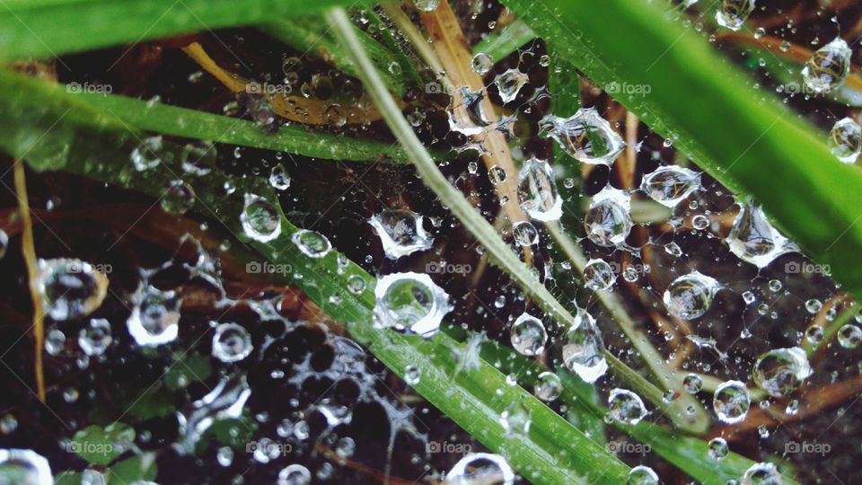 Waterdrops on a spider web