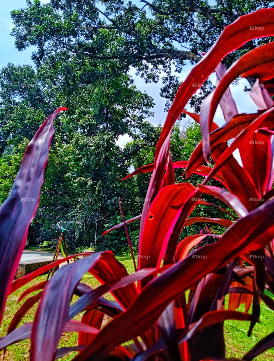 water spray for plants in garden