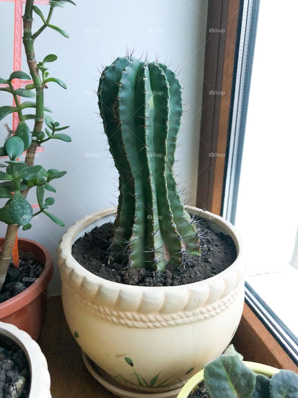 cactus in pot