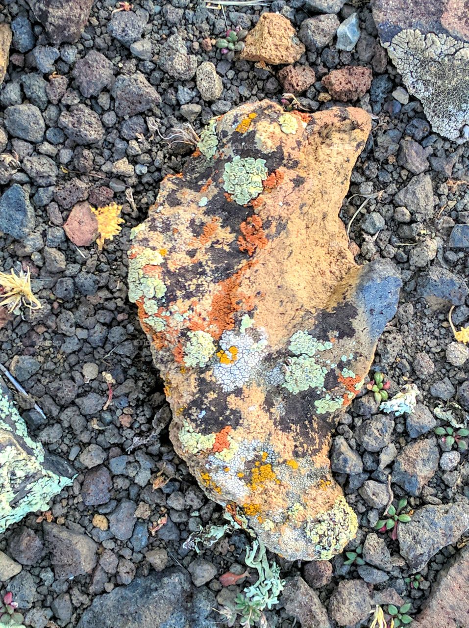 Rock covered in colorful lichens and moss - vertical