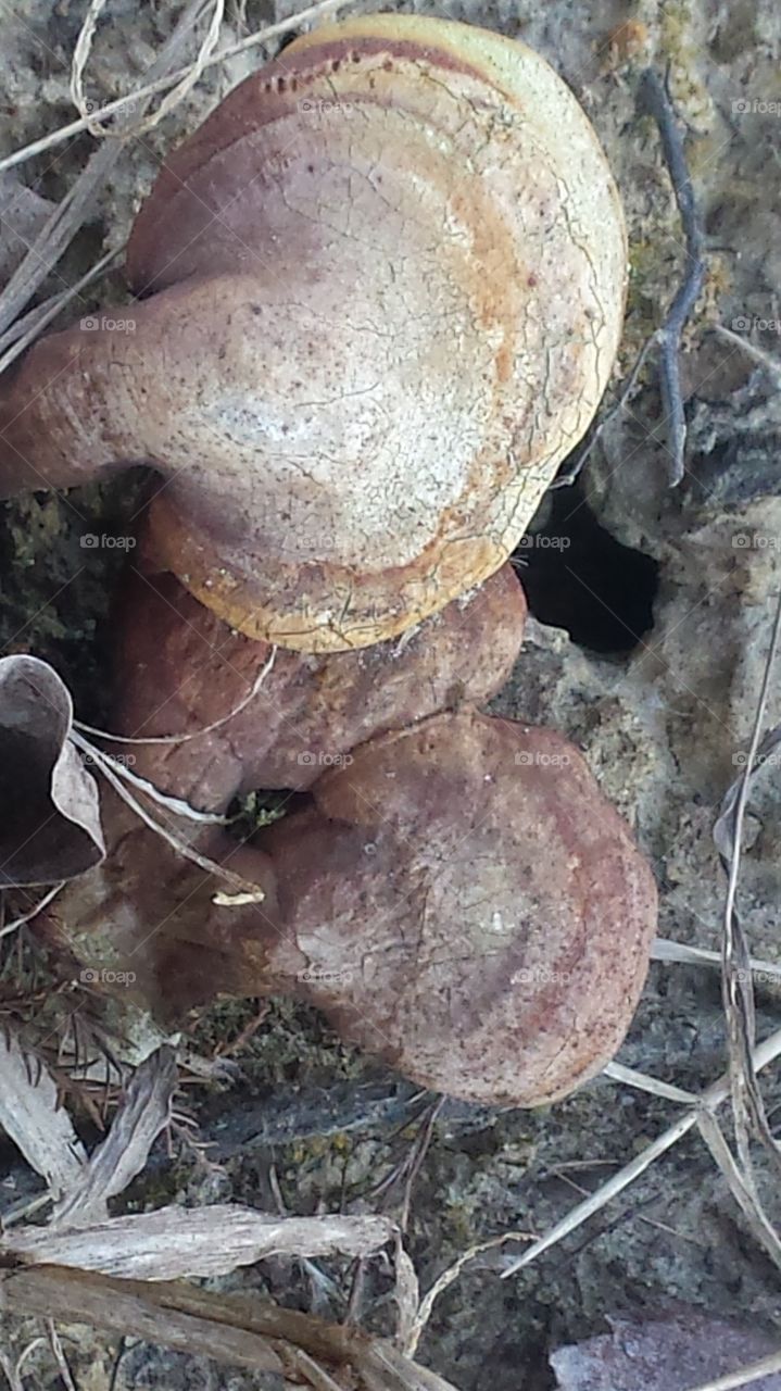 spring mushrooms