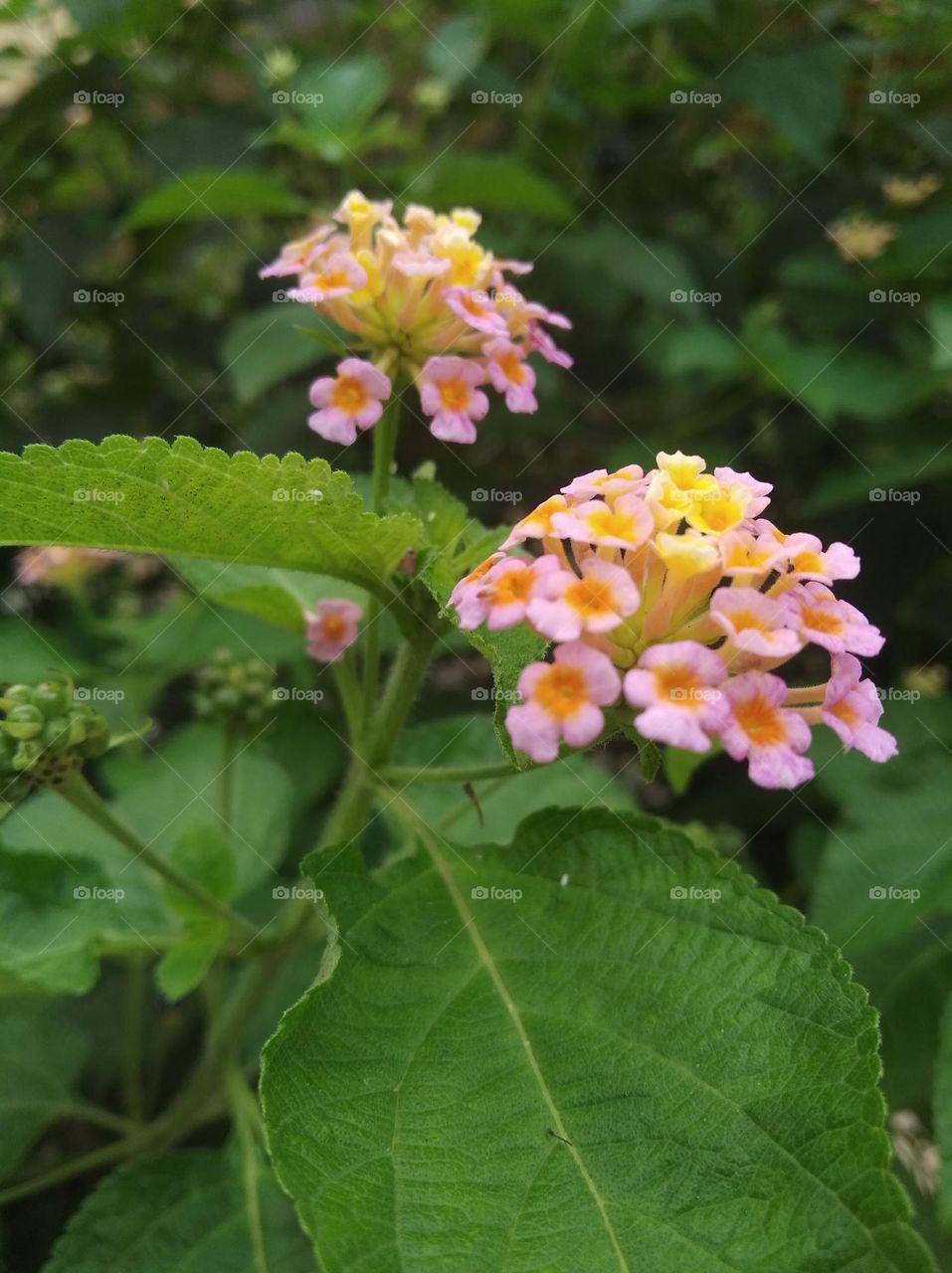 yellow flower seasonal fresh shurb small size looks very beautiful generally found everywhere