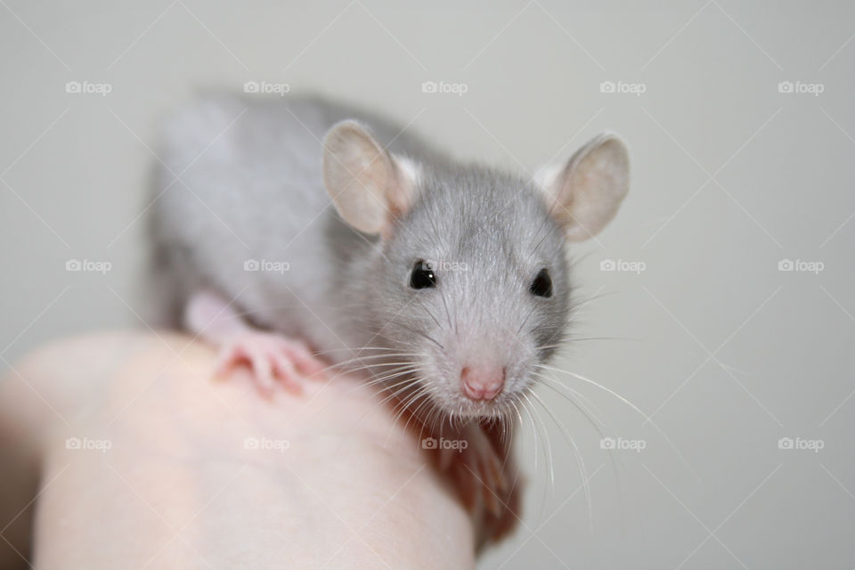 Baby Rat