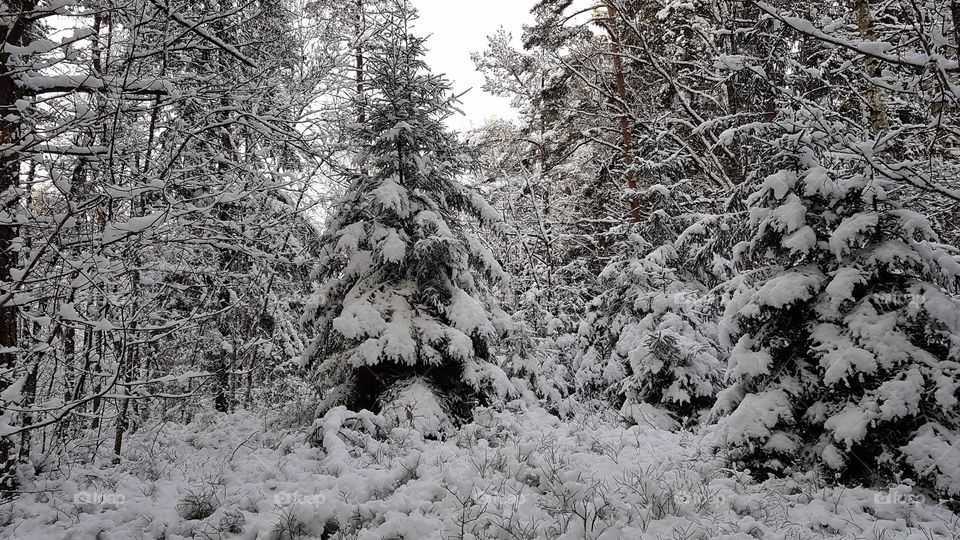 Winter , snowy trees in the forest - vinter , snö granar trä skog 