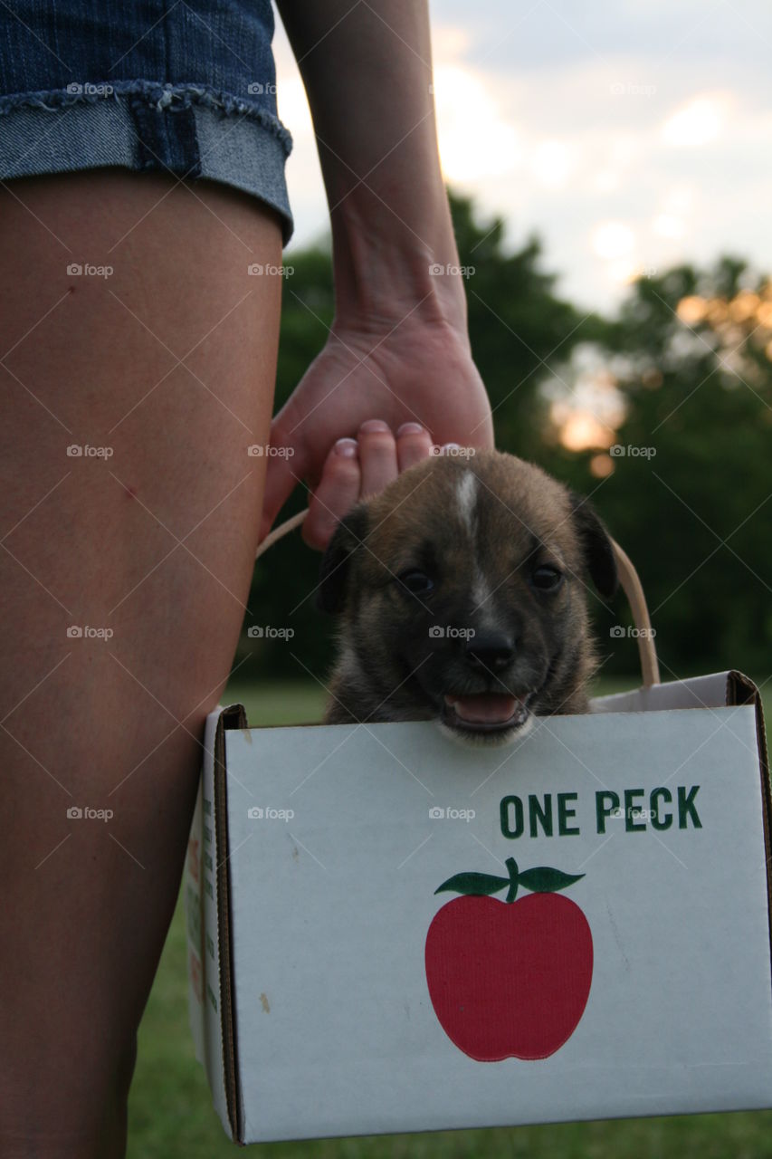 What's Up. Puppy exploring 