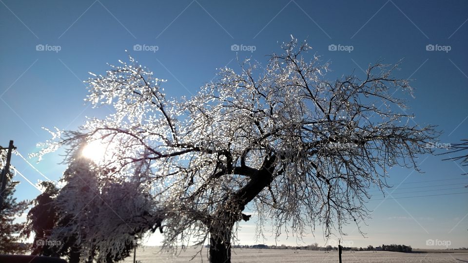 Winter, Tree, Snow, Branch, Frost