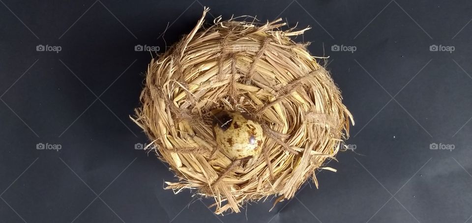 Wildlife wallpaper. quail egg nest