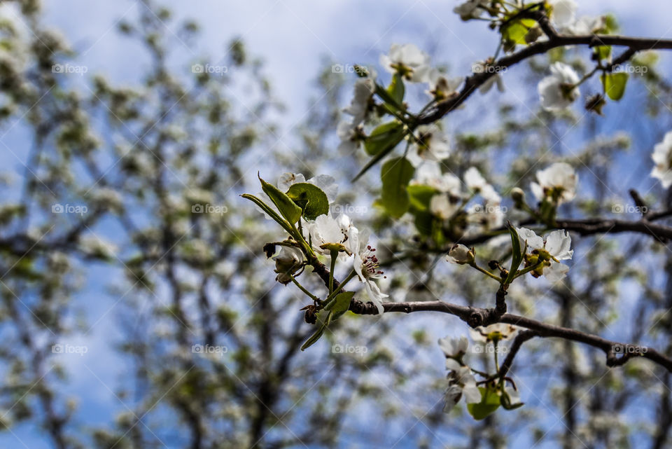 spring. flowers in spring 