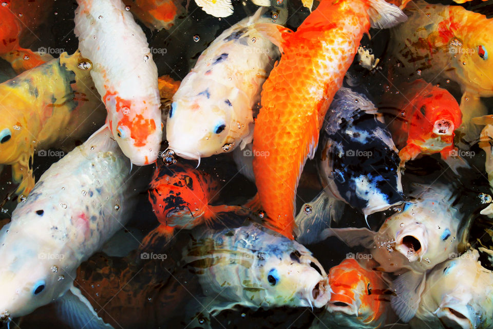 Pool of Koi. Taken at the San Antonio Zoo