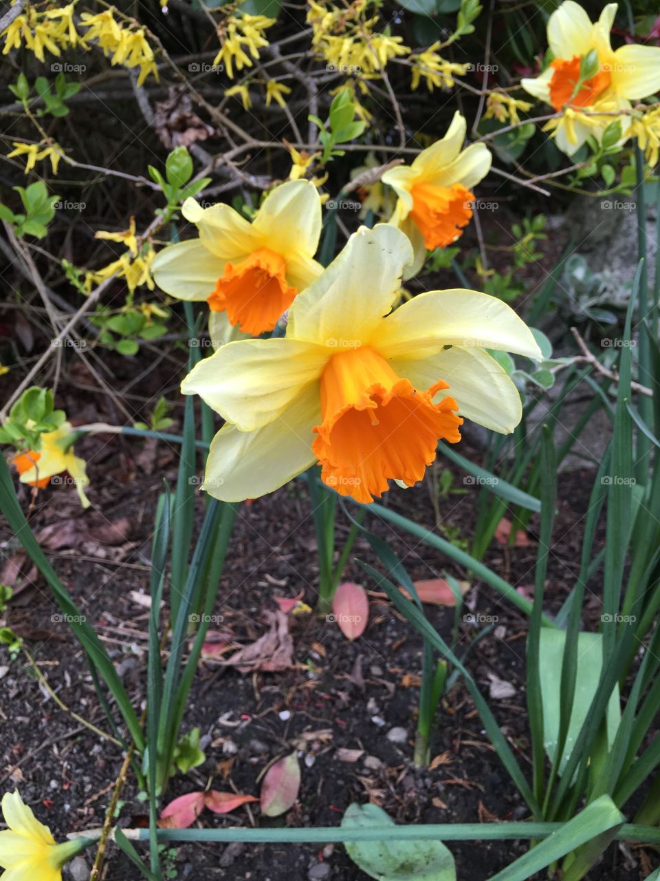 Two coloured daffodils 