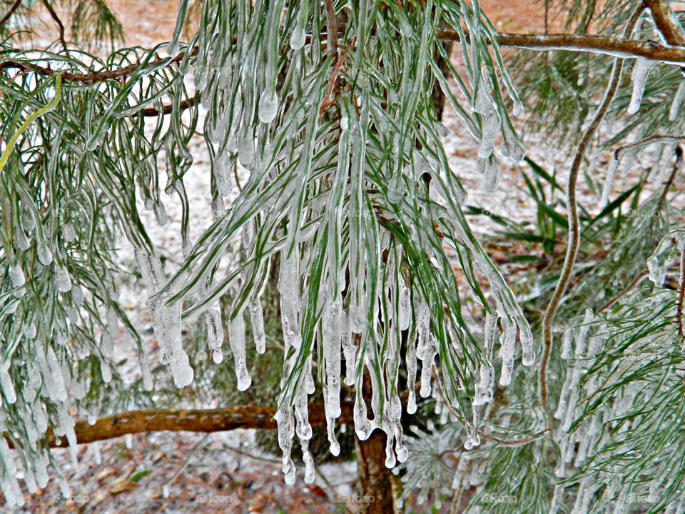 Winter Beginnings - hanging piece of ice formed  on tree limbs when water freezes as it drips down from something