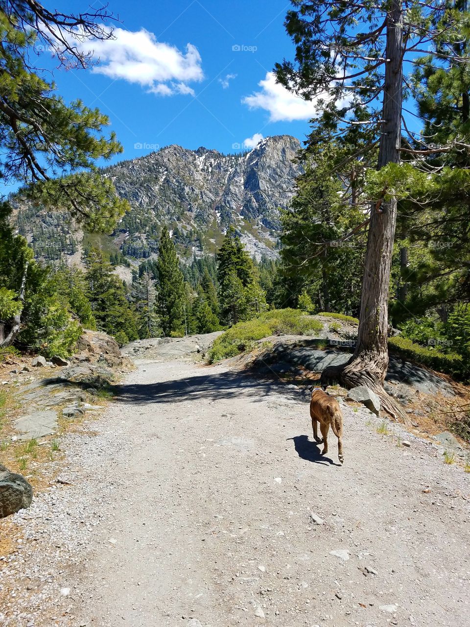 Thor and I on a walkabout in the Sierras
