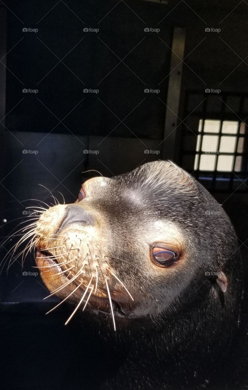 Lenny The Sea Lion