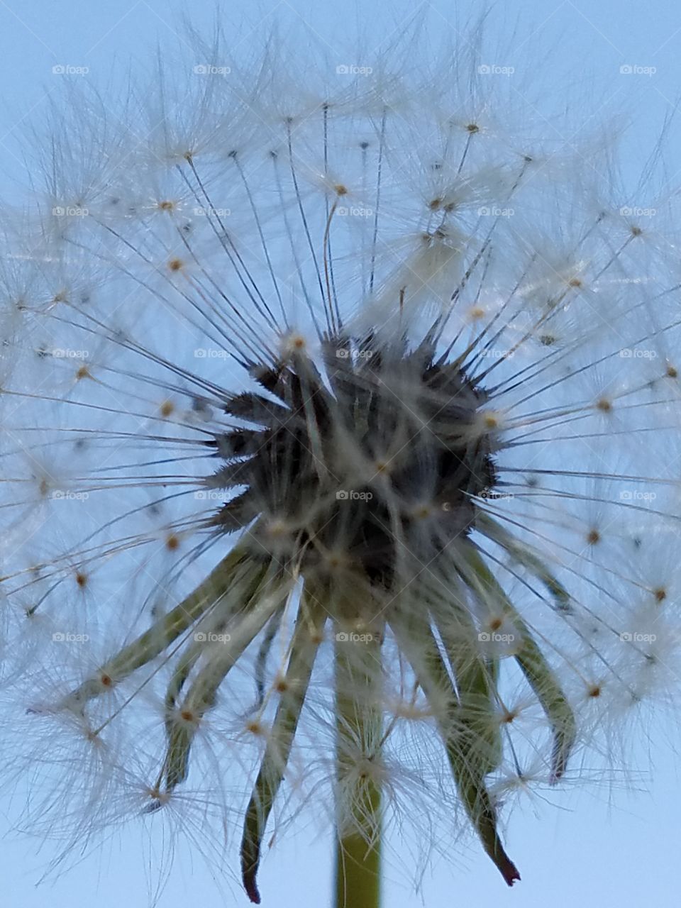 Dandelion