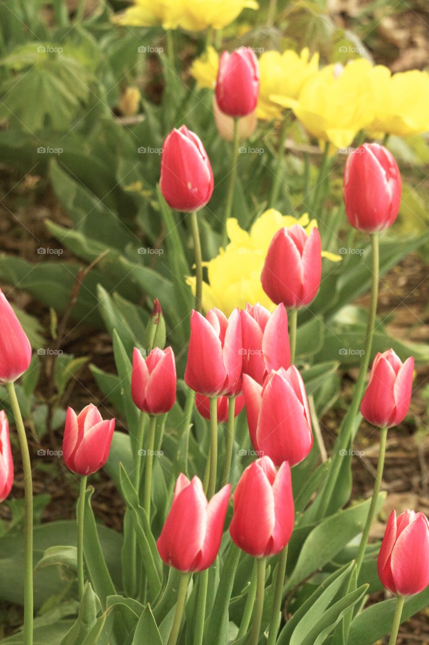 Beautiful pink spring tulips. Beautiful pink spring tulips in full bloom