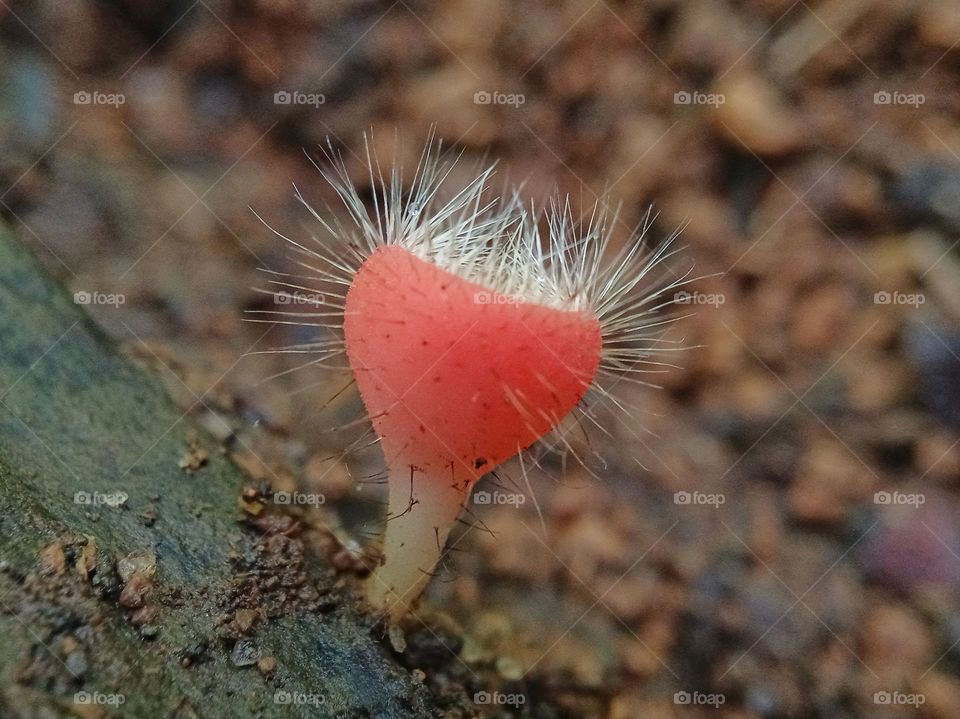 unknown mushroom