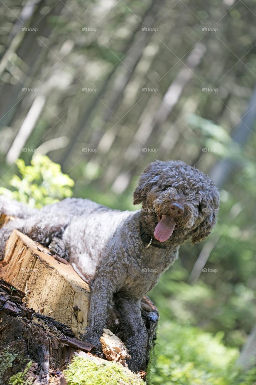 Lagotto Romagnolo truffle hunting season animals photography macro microcosmos super friendly