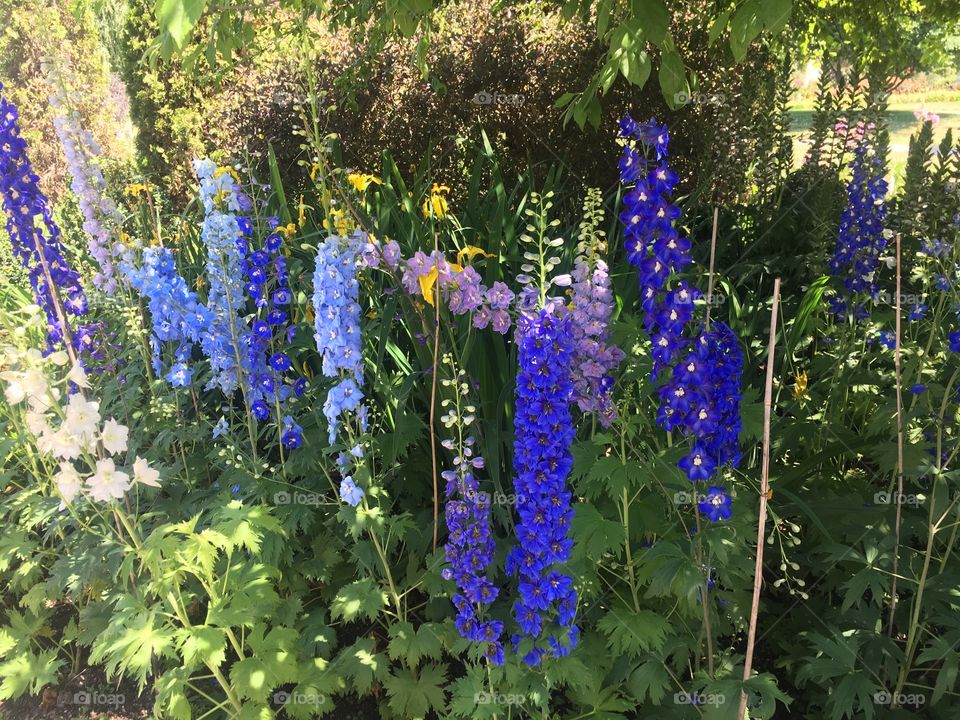 Blue delphiniums in a bed of greenery. 