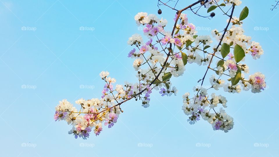 very beautiful flower on blue sky background