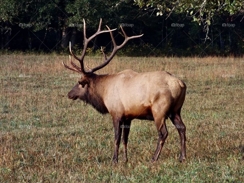 Elk in the rut 