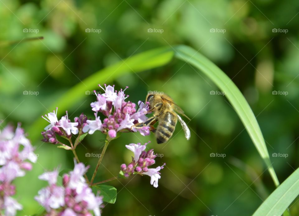 Close-up of honey bee pollinating on flower