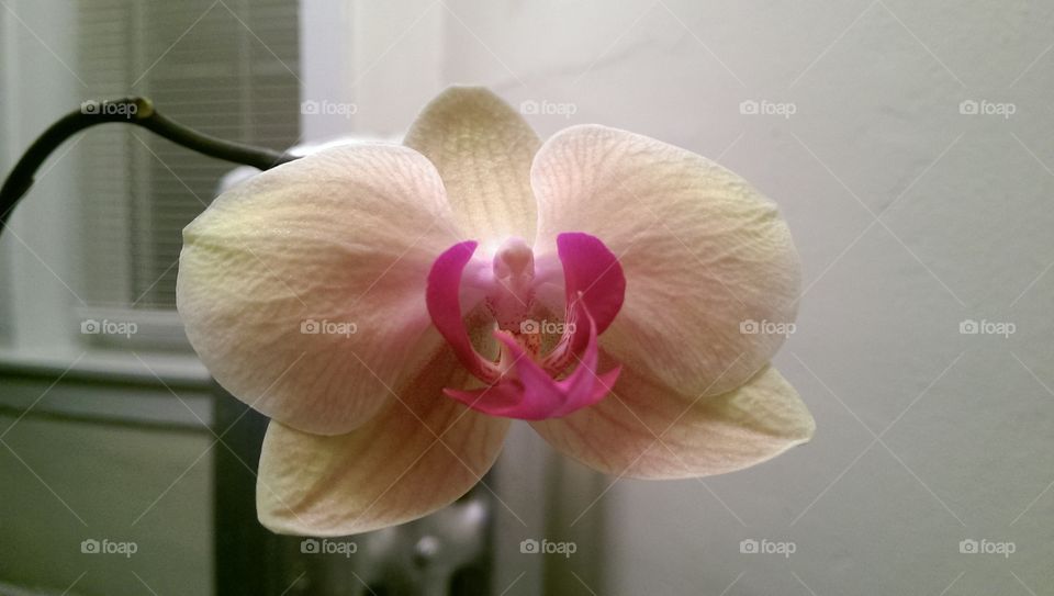 orchid up close