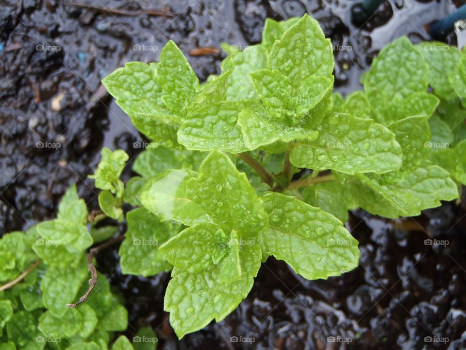 Fresh mint washed by rain
