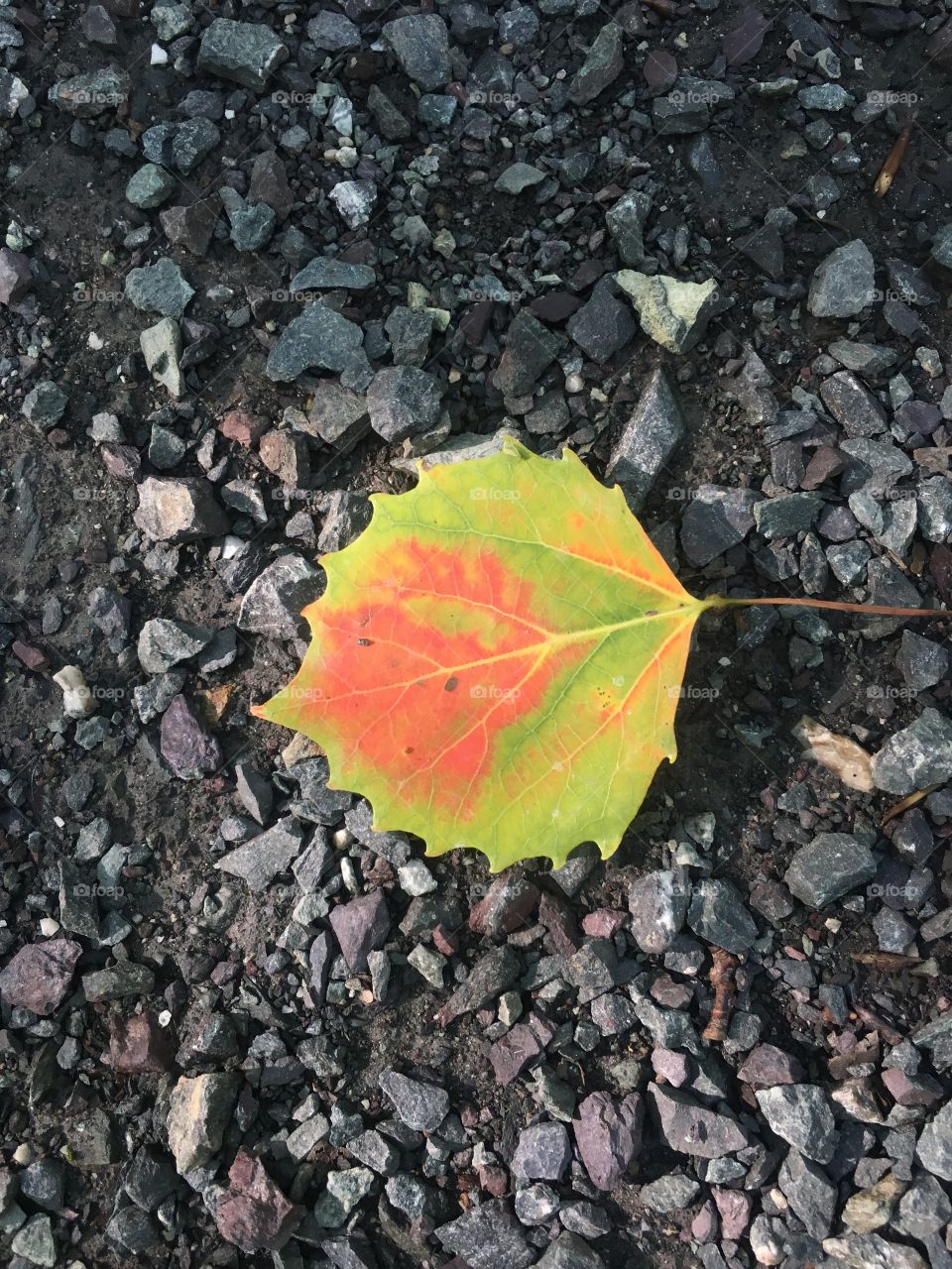 Changing leaf
