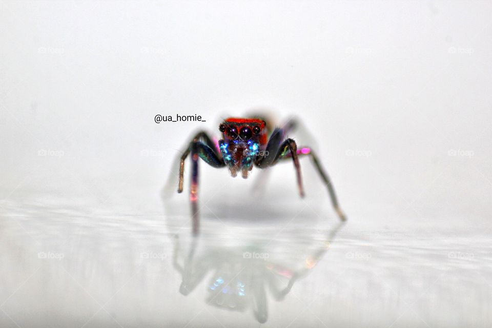 Golden jumping spider with reflection on colorful background 🕷🕸