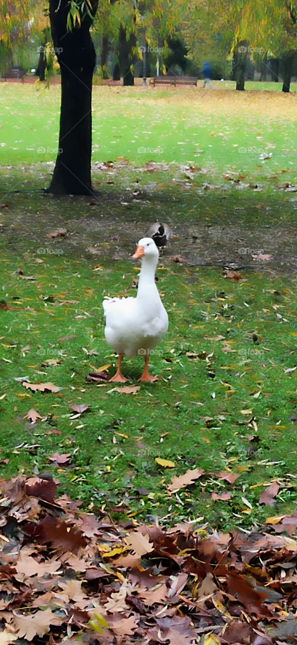 Duck with an autumnal green background posing