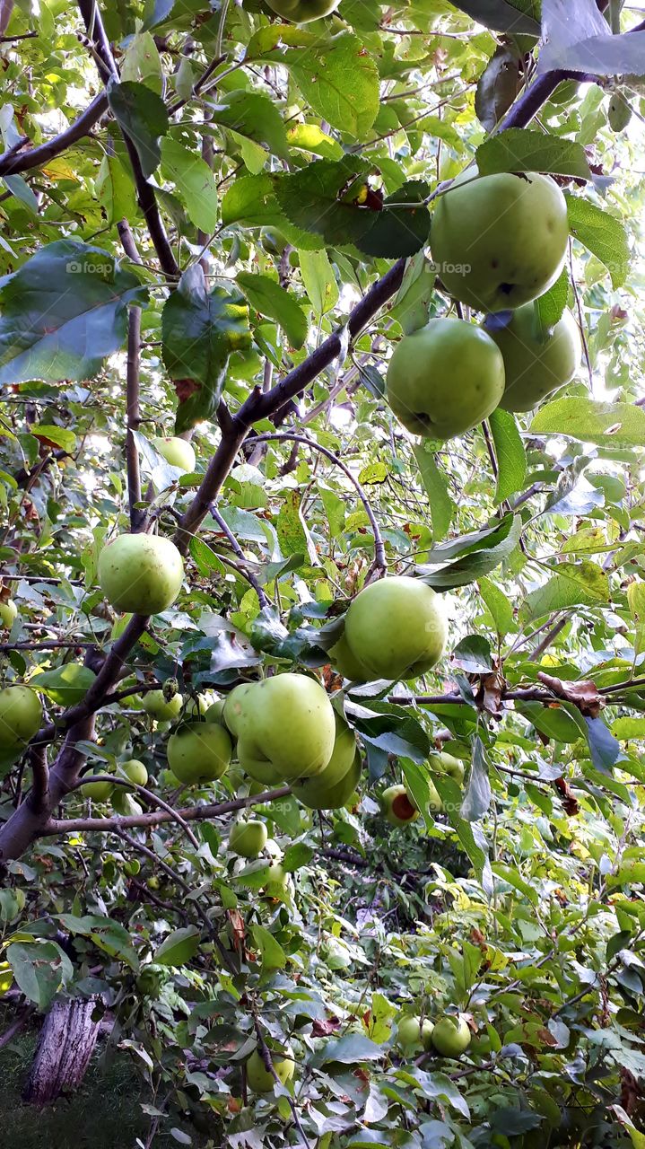 Green apples on a tree in the garden