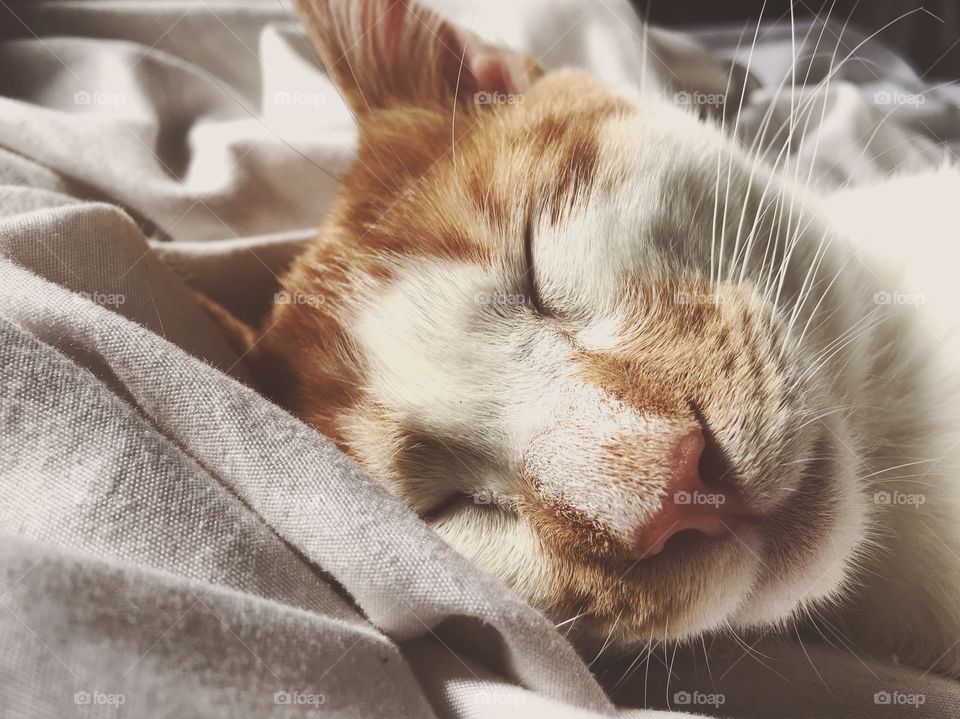 River is taking his daily nap in our bed. He's a growing kitten and he needs all the rest he can get. 
