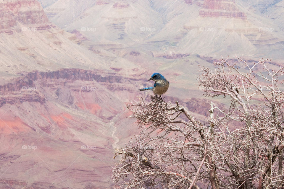 Blue bird