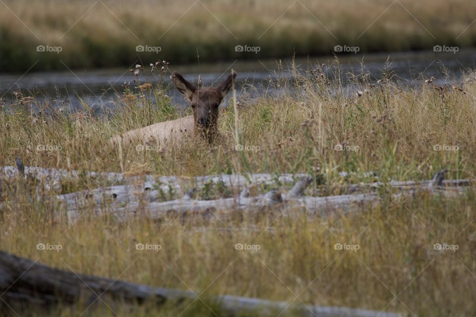 Baby Elk in Grass