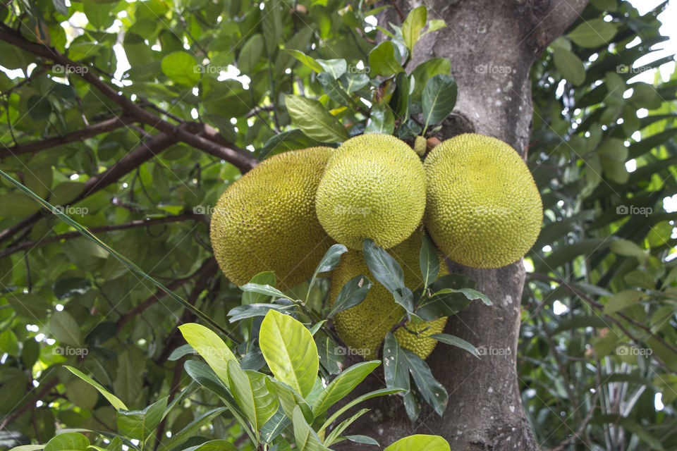 jackfruit