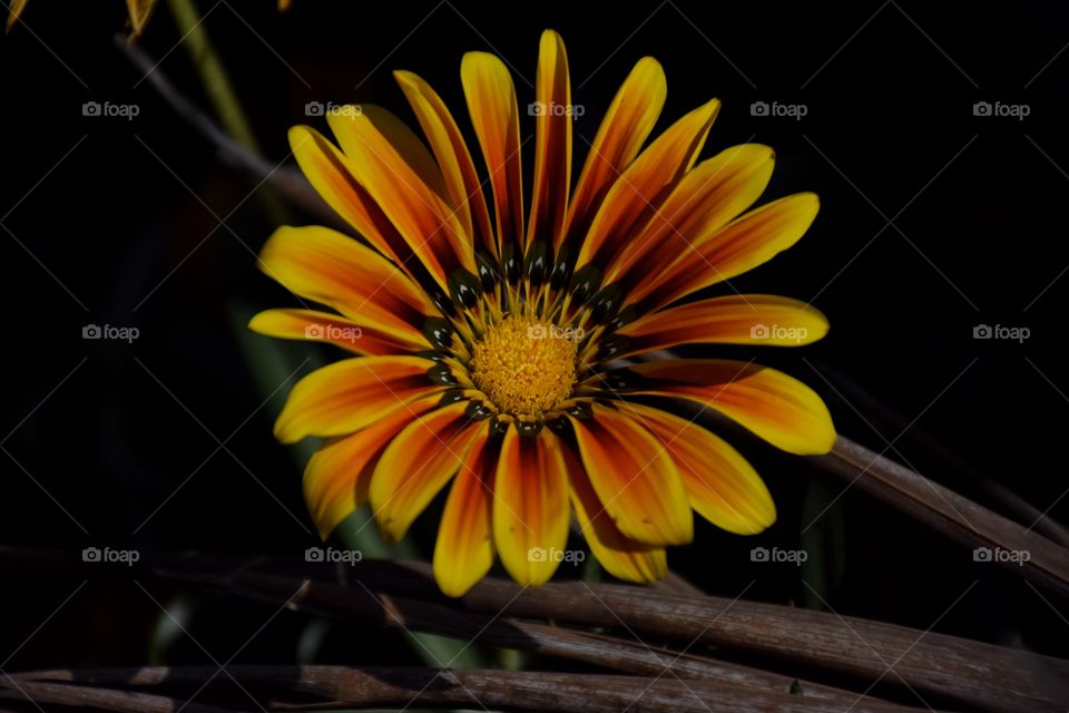 Close-up of orange sunflower