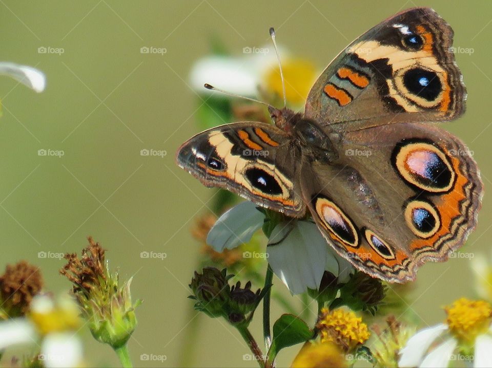 close up of common buckeye butterfly