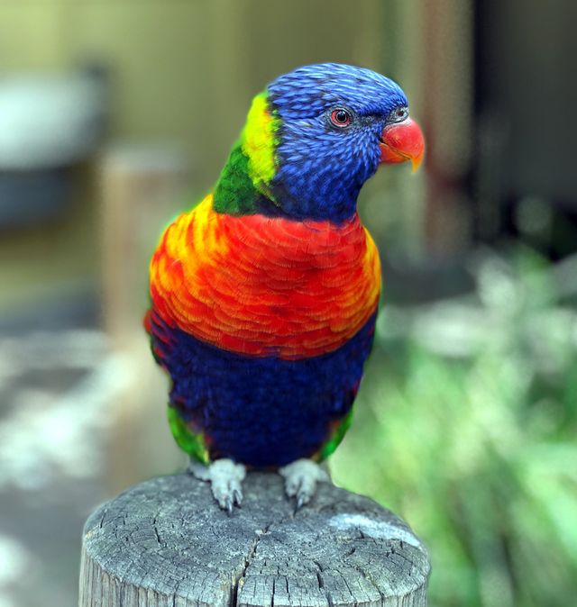 Lorakeet 