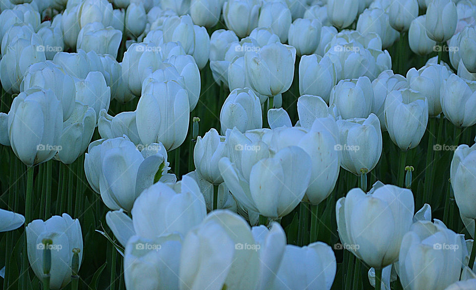 white flower background tulips