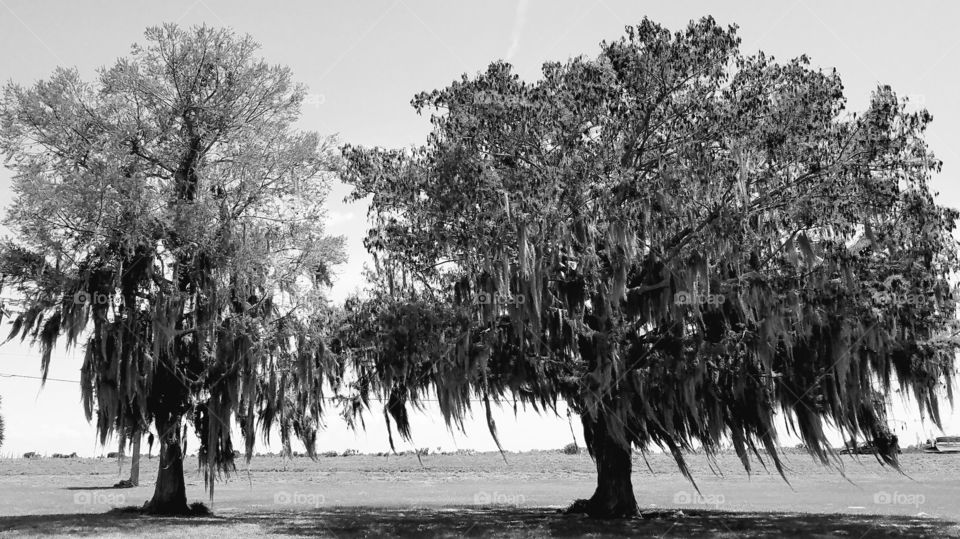 spanish moss