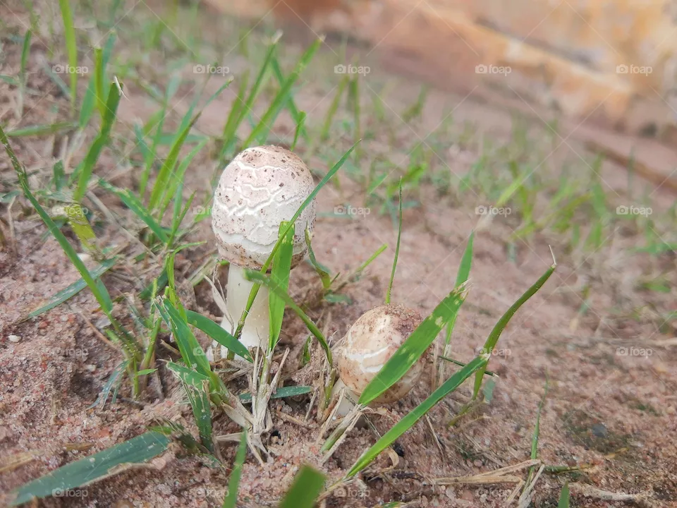 Mushrooms from my garden