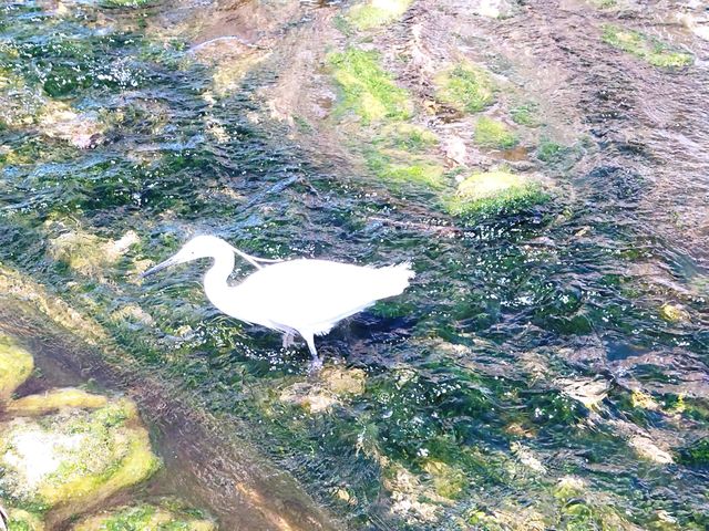 seagull spectacle