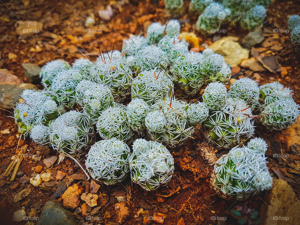 Patch of small cactus in the garden